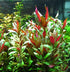 Red Flame Sword, Alternanthera Reineckii & Red Tiger Lotus Bundle – Live Freshwater Aquarium Plants