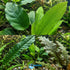 Live Aquarium Plants Essential Bundle