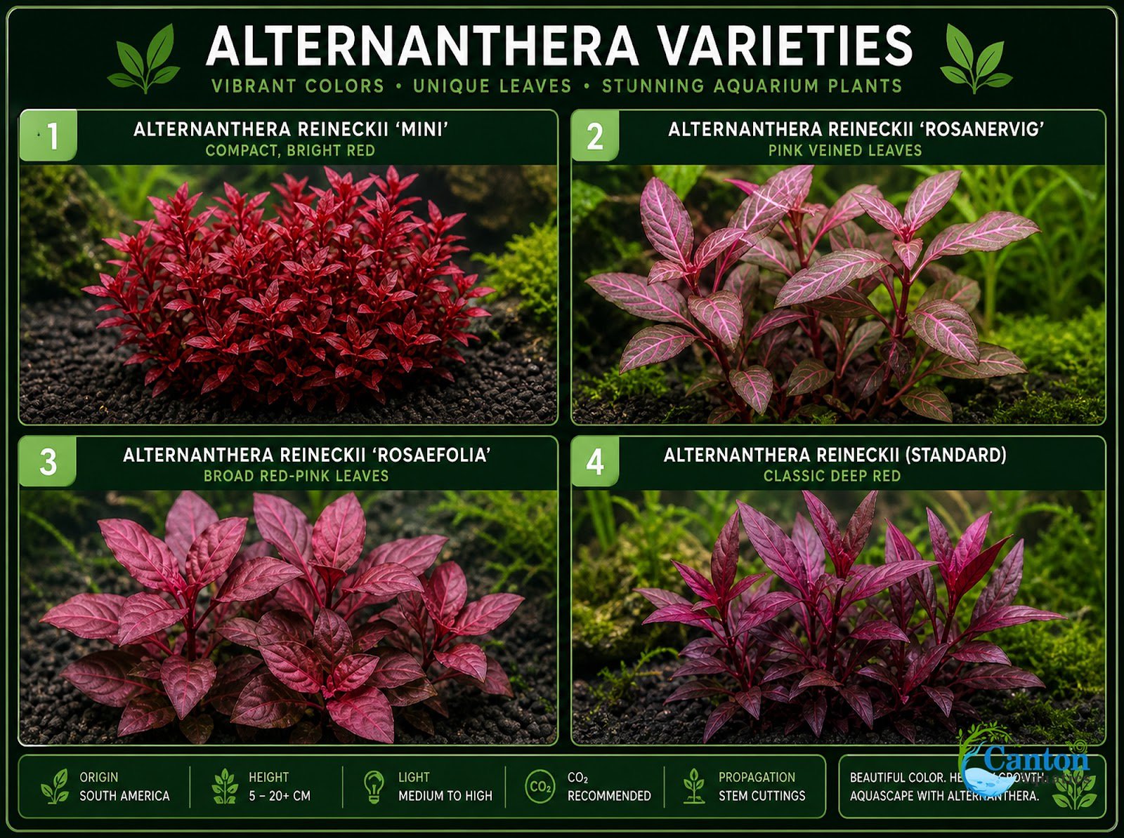 Alternanthera reineckii ‘Mini’ – Tissue Culture Aquarium Plant