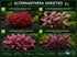 Alternanthera reineckii ‘Mini’ – Tissue Culture Aquarium Plant