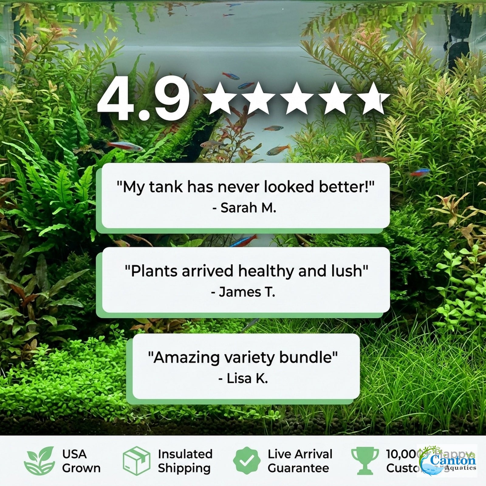 Aquarium Plant Bundle: 1 Anubias, 2 Amazon & 3 Dwarf Sag