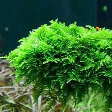 Christmas Moss Vesicularia Montagnei