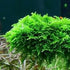 Christmas Moss Vesicularia Montagnei