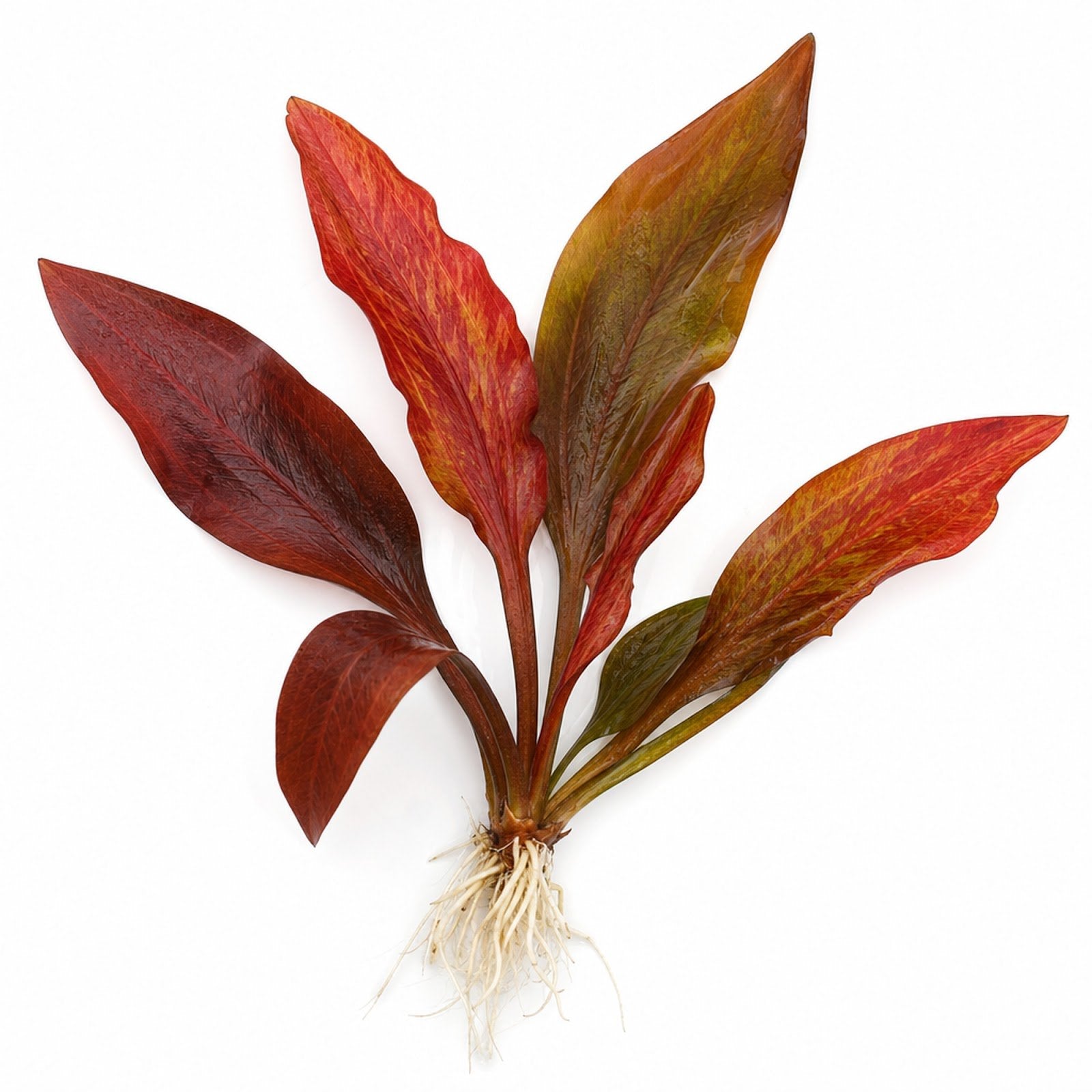 Amazon Sword Echinodorus Red Flame - Image 2 of 30
