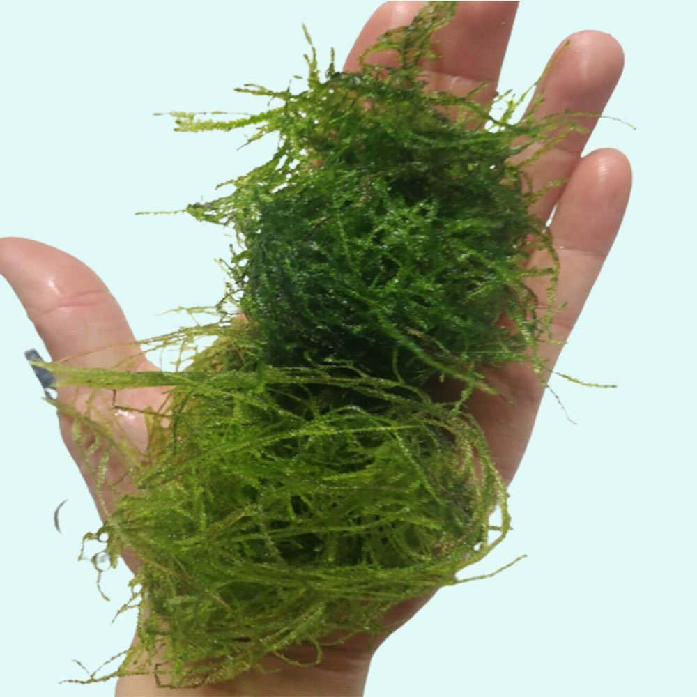 Weeping Moss (Vesicularia ferriei) – Live Freshwater Aquarium Plant