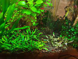 Cryptocoryne Parva