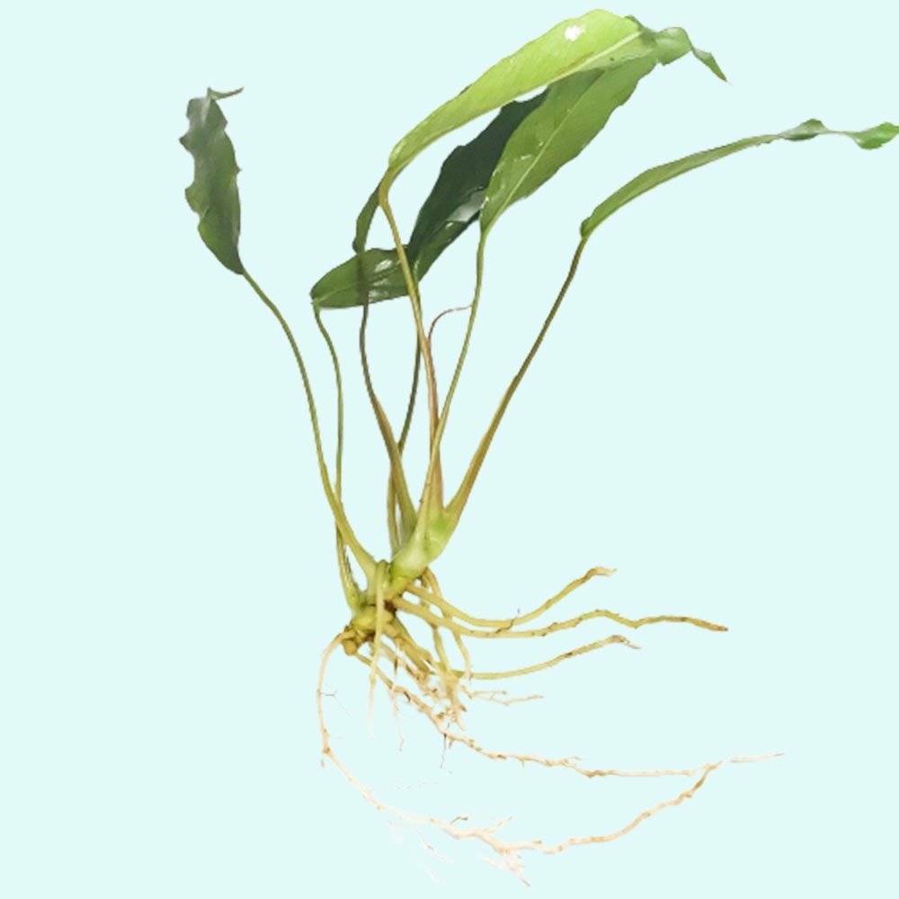 Anubias Minima Bare Root - Image 27 of 40