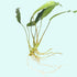 Anubias Minima Bare Root - Image 27 of 40