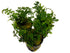 Bolbitis Heteroclita Difformis "Mini" – Live Aquarium Fern