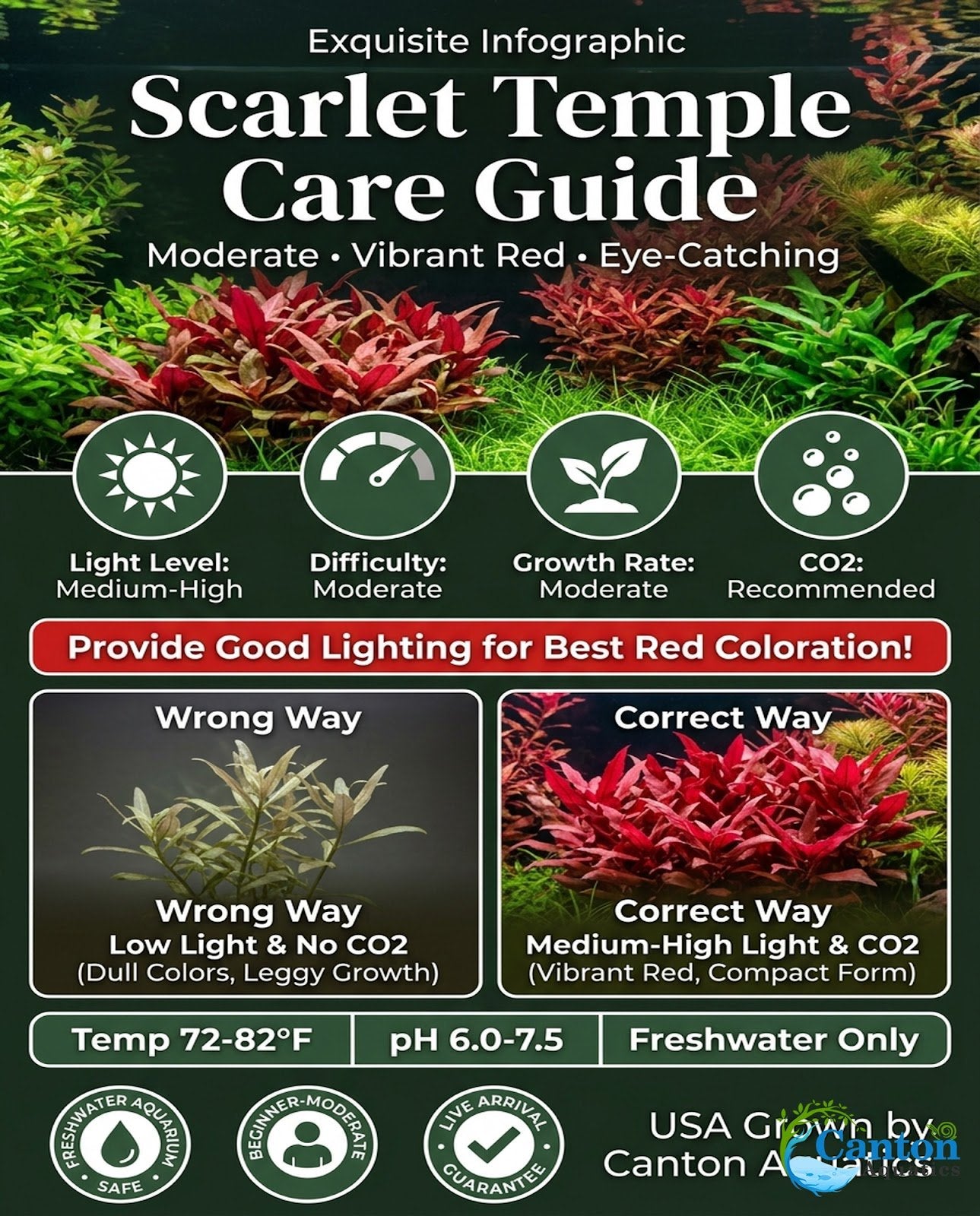 Scarlet Temple (Alternanthera Reineckii) – Live Freshwater Aquarium Plant