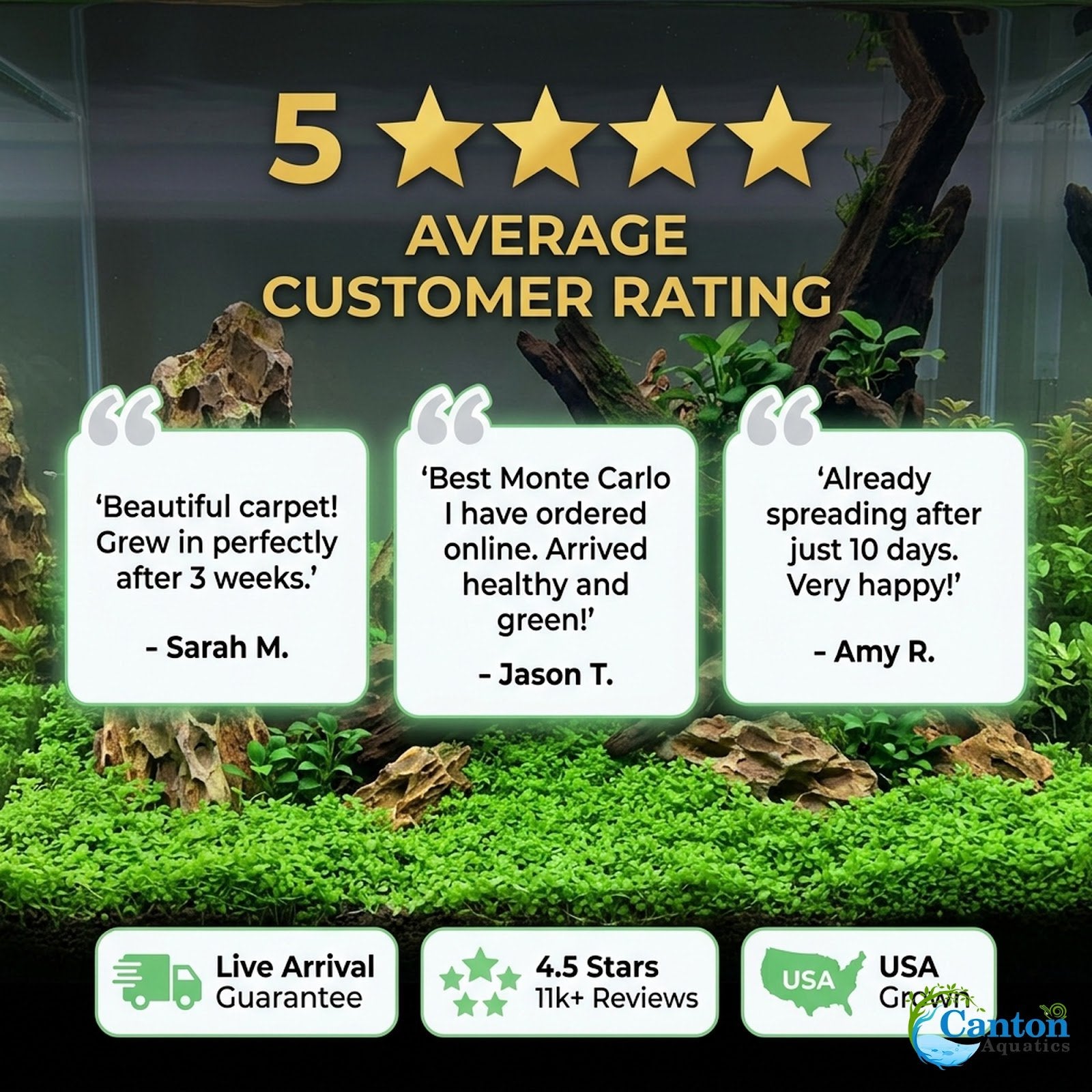 Micranthemum 'Monte Carlo' - Live Freshwater Carpet Aquarium Plant