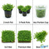 Micranthemum 'Monte Carlo' - Live Freshwater Carpet Aquarium Plant