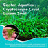 Cryptocoryne Crypt Lucens