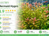 Mermaid Hygro (Proserpinaca palustris) – Live Aquarium Plant