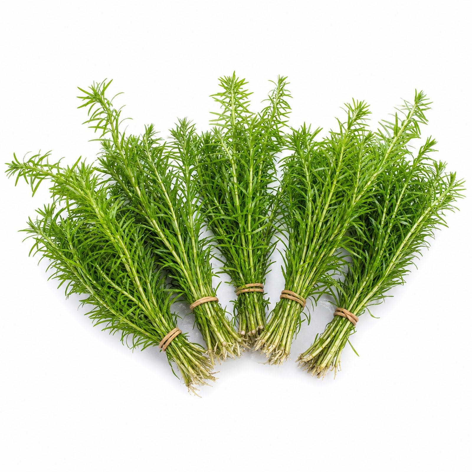 Limnophila Hippuridoides – Live Freshwater Aquarium Plant