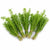 Limnophila Hippuridoides – Live Freshwater Aquarium Plant