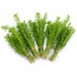 Limnophila Hippuridoides – Live Freshwater Aquarium Plant
