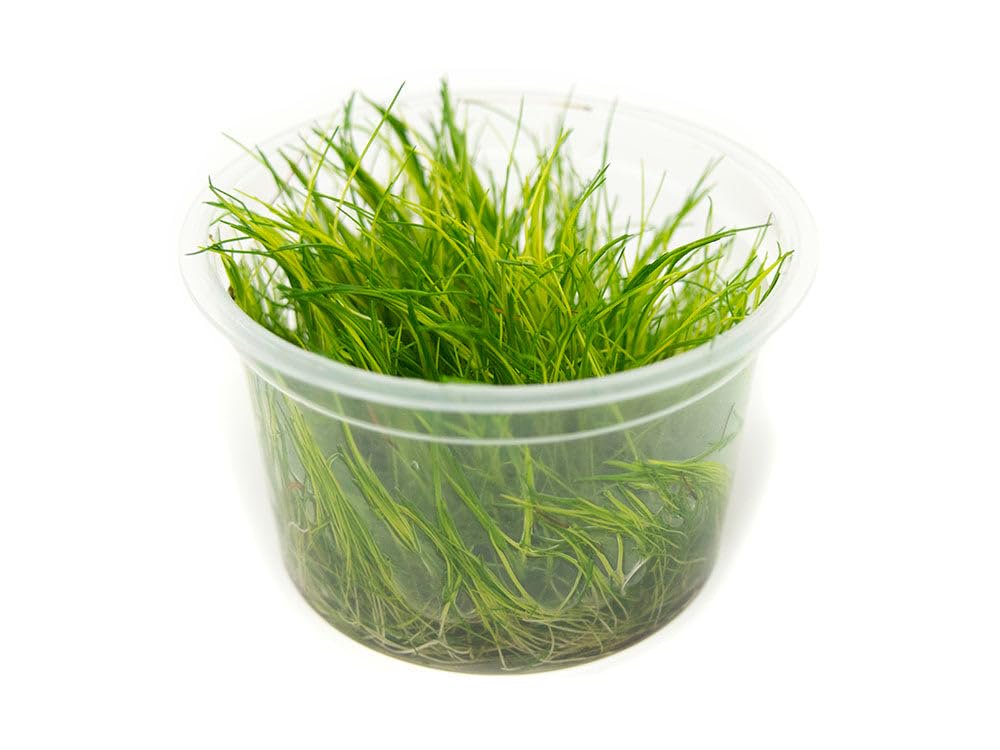 Eleocharis acicularis 'Mini' Dwarf Hair Grass Tissue Culture
