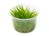 Eleocharis acicularis 'Mini' Dwarf Hair Grass Tissue Culture