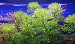 Green Cabomba