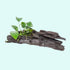 Anubias Barteri (Nana) Rooted on Driftwood - Image 10 of 10