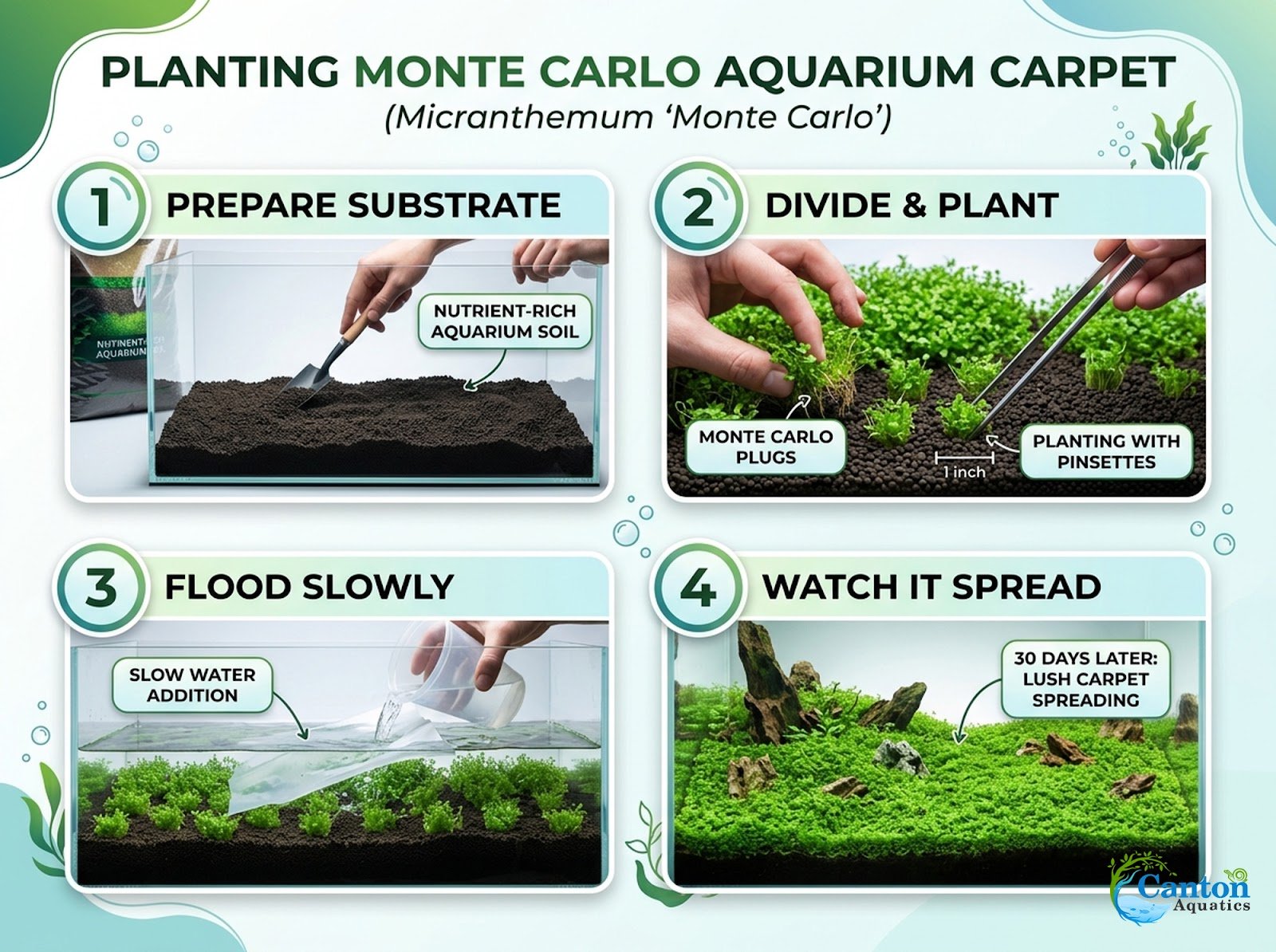 Micranthemum 'Monte Carlo' - Live Freshwater Carpet Aquarium Plant