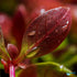 Ludwigia Repens (Dark Red)