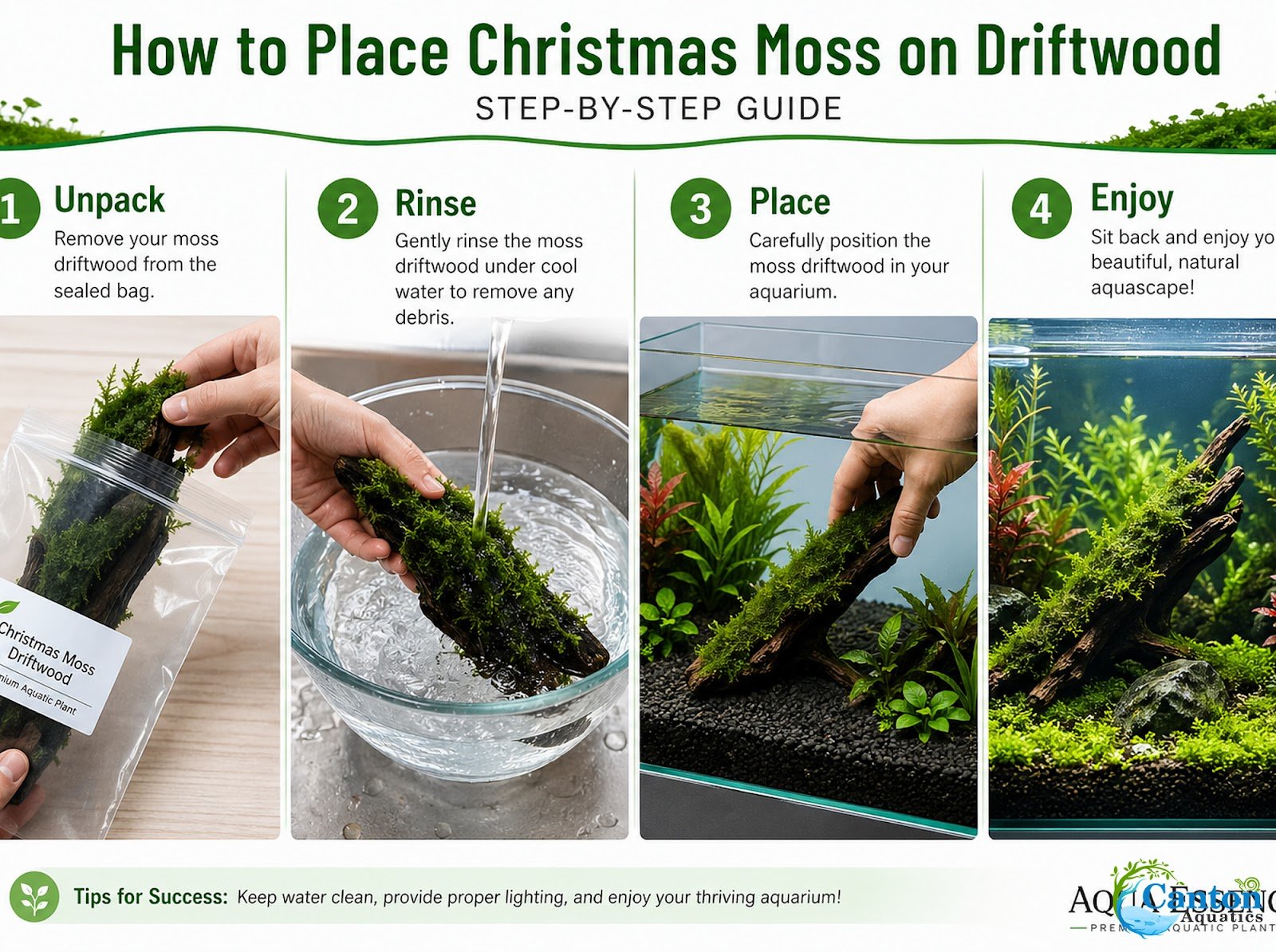 Christmas Moss on Driftwood | Live Aquarium Plant - Pre-Attached Vesicularia Montagnei, Low Light, No CO2, Shrimp Safe