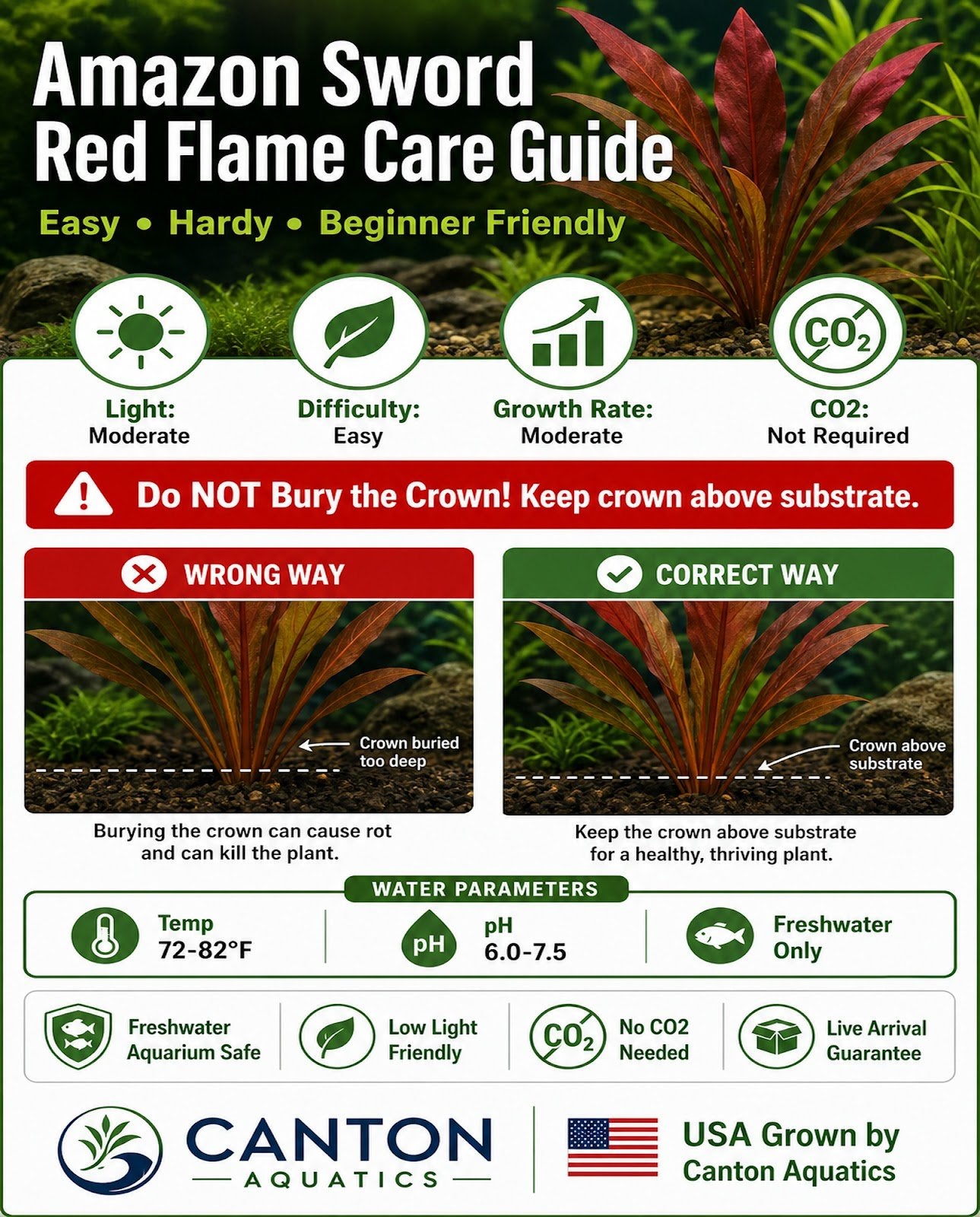 Amazon Sword Echinodorus Red Flame - Image 21 of 30