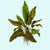 Cryptocoryne Wendtii Brown