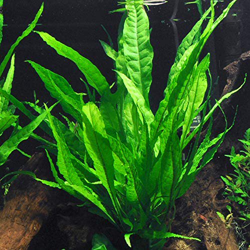 Java Fern (Microsorum Pteropus) on Mat