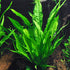 Java Fern (Microsorum Pteropus) on Mat