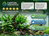 Cichlid-Friendly Live Plant Pack – Large Hardy Aquarium Plants (3 Pack)