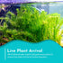 Anacharis Egeria Densa Bunch Live Aquarium Plants - Image 18 of 27