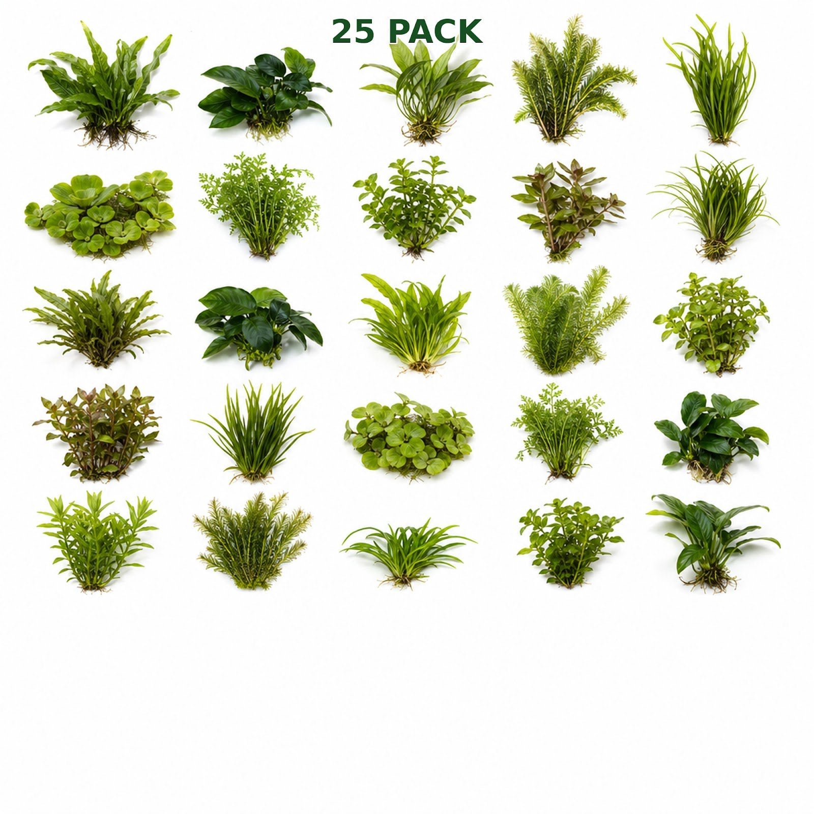 Beginner Live Aquarium Plants Bundle 3 to 75 Assorted Easy Plants for Fish Tanks