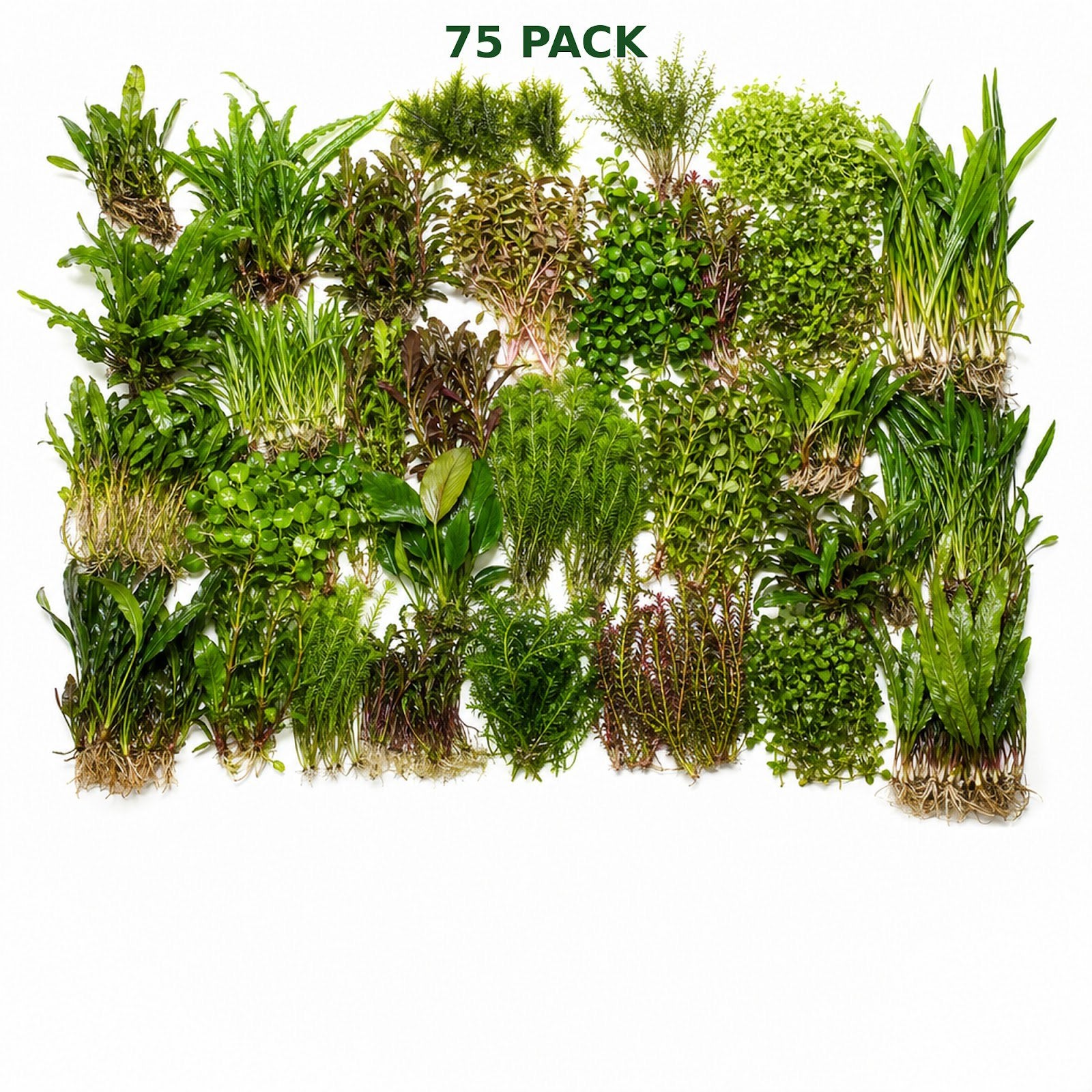 Beginner Live Aquarium Plants Bundle 3 to 75 Assorted Easy Plants for Fish Tanks