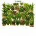 Beginner Live Aquarium Plants Bundle 3 to 75 Assorted Easy Plants for Fish Tanks