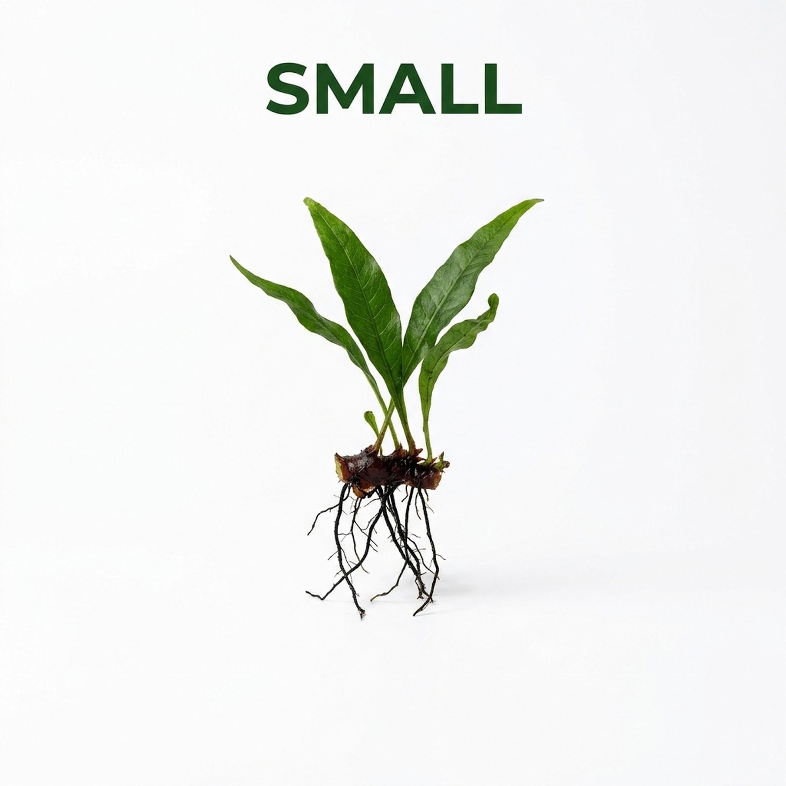 Java Fern (Microsorum pteropus) – Easy Live Freshwater Aquarium Plant