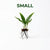 Java Fern (Microsorum pteropus) – Easy Live Freshwater Aquarium Plant