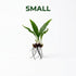 Java Fern (Microsorum pteropus) – Easy Live Freshwater Aquarium Plant