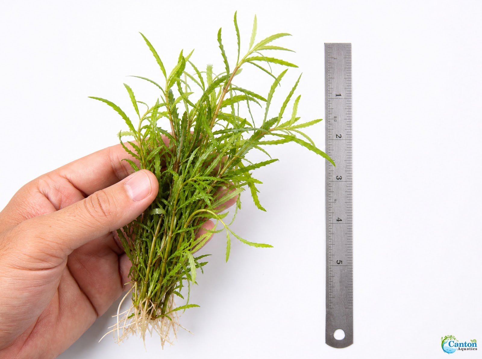 Mermaid Hygro (Proserpinaca palustris) – Live Aquarium Plant