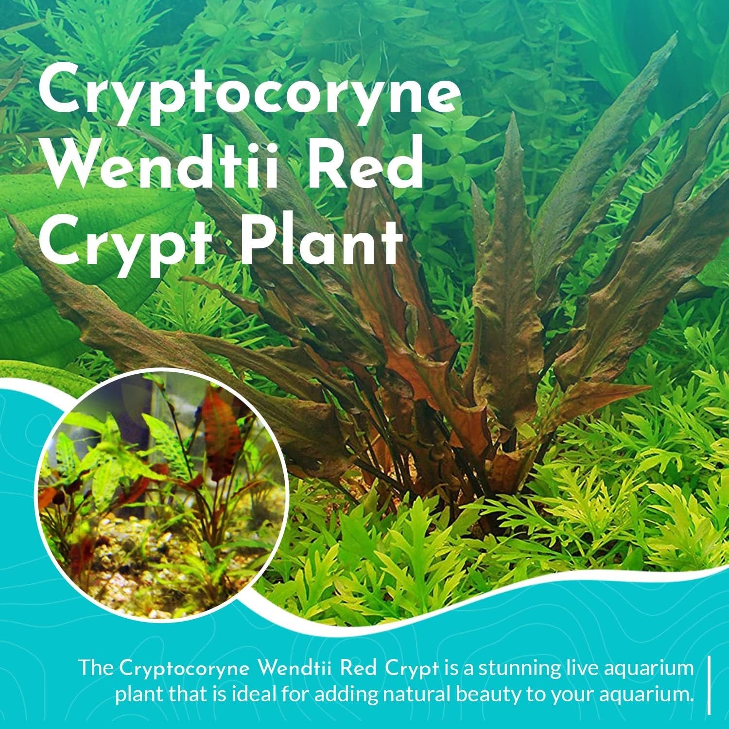 Cryptocoryne Wendtii ‘Red’ – Bare Root Live Aquarium Plant