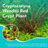 Cryptocoryne Wendtii ‘Red’ – Bare Root Live Aquarium Plant