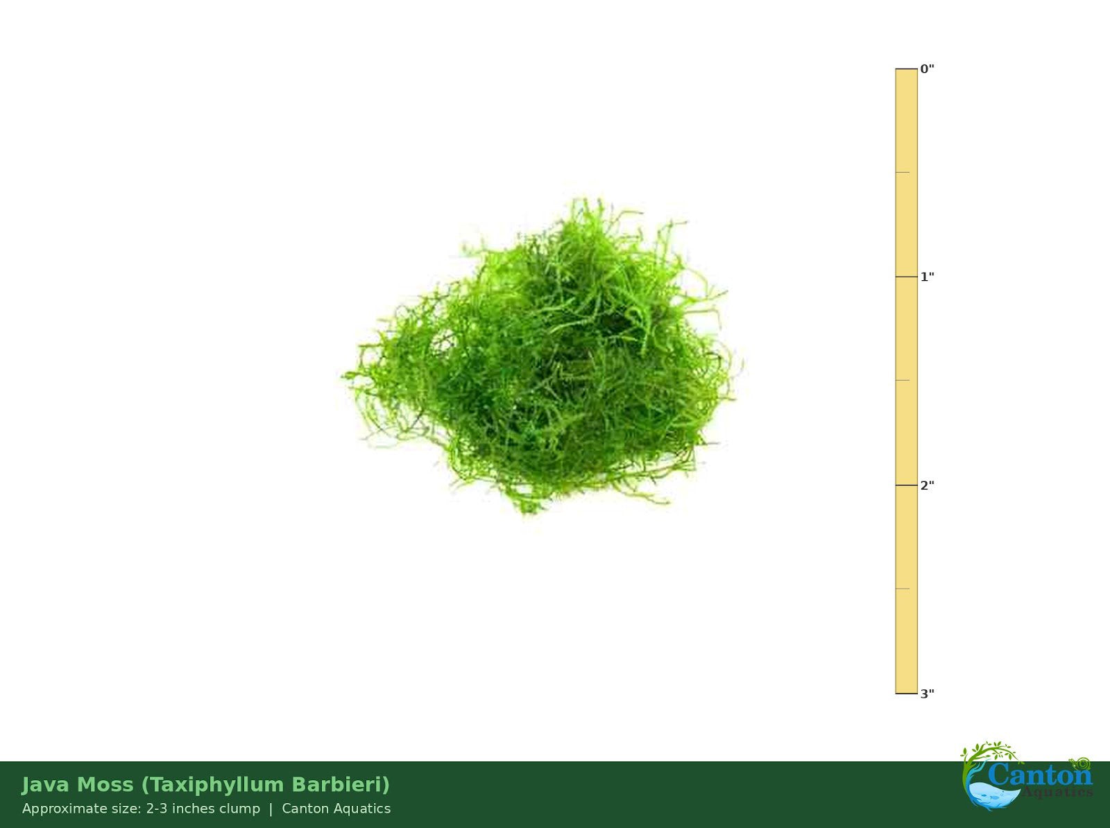 Canton Aquatics Java Moss Taxiphyllum Barbieri Live Freshwater Aquarium Moss - Low Light
