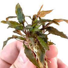 Cryptocoryne Wendtii Brown
