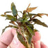 Cryptocoryne Wendtii Brown