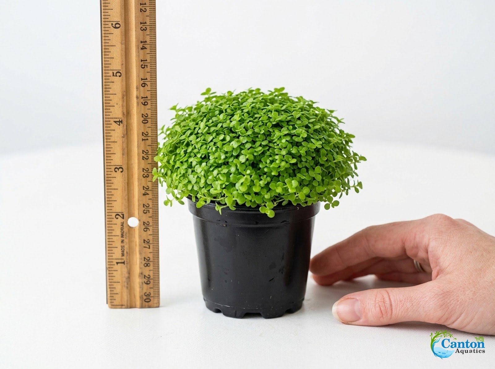 Micranthemum 'Monte Carlo' - Live Freshwater Carpet Aquarium Plant