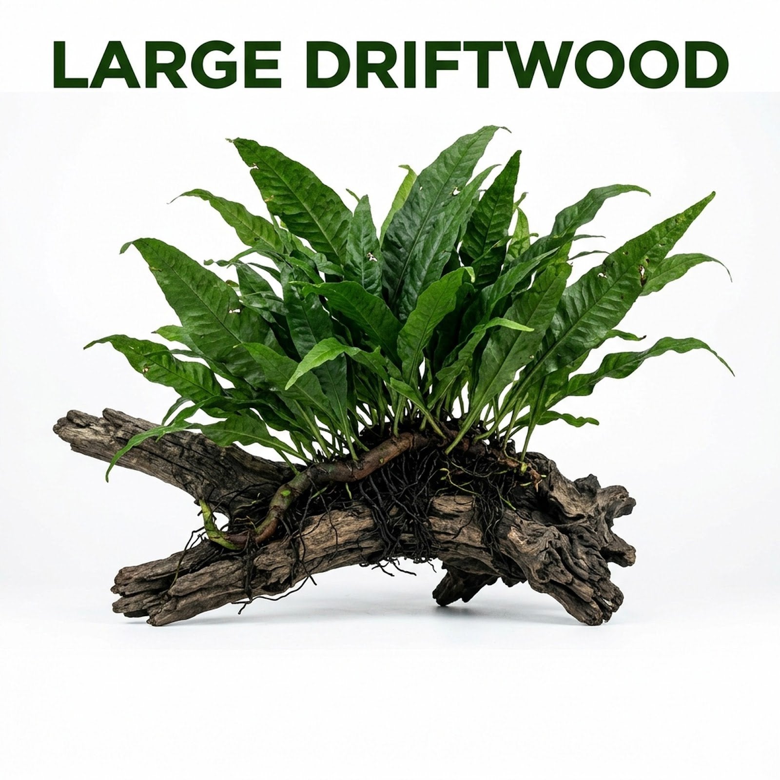 Java Fern (Microsorum pteropus) – Easy Live Freshwater Aquarium Plant