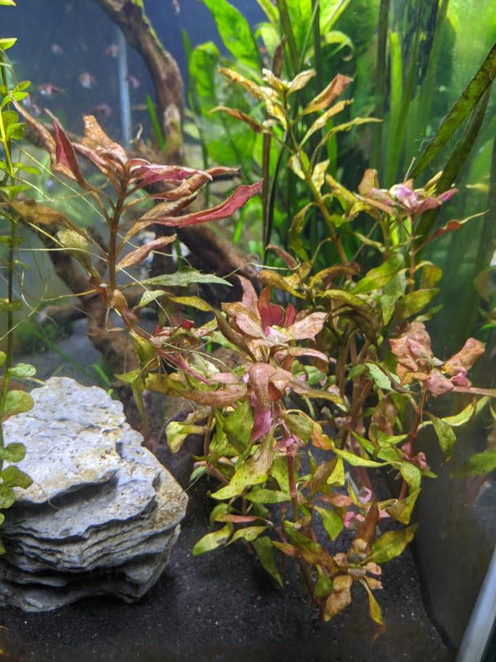 Red Flame Sword, Alternanthera Reineckii & Red Tiger Lotus Bundle – Live Freshwater Aquarium Plants