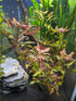 Red Flame Sword, Alternanthera Reineckii & Red Tiger Lotus Bundle – Live Freshwater Aquarium Plants